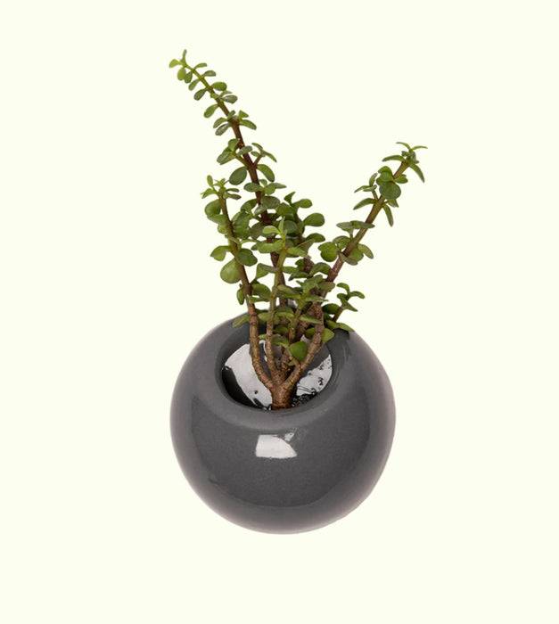 Hanging Solitaires Planters