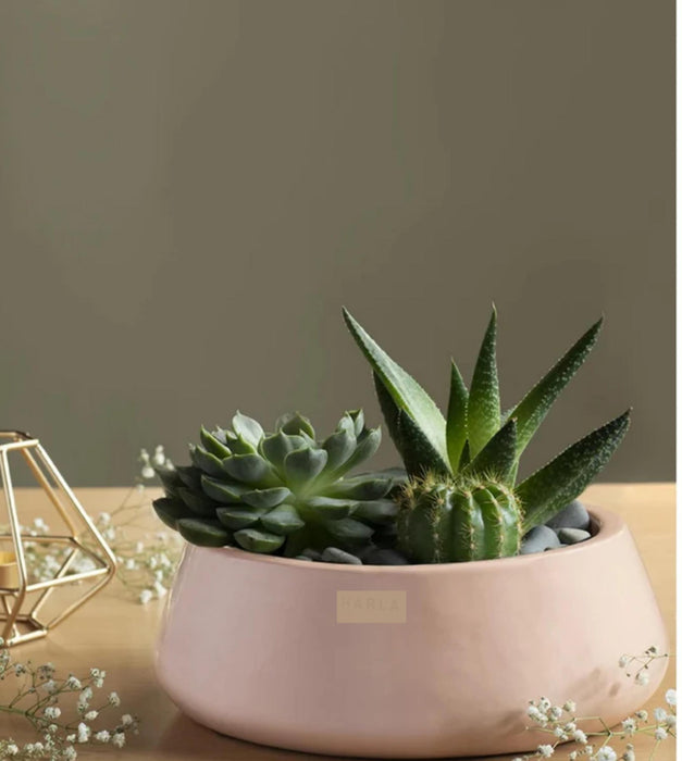 Tulip Fantasy  Planter- Flat