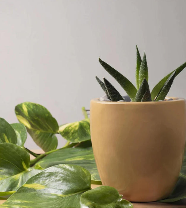 Nature's Hum Planter