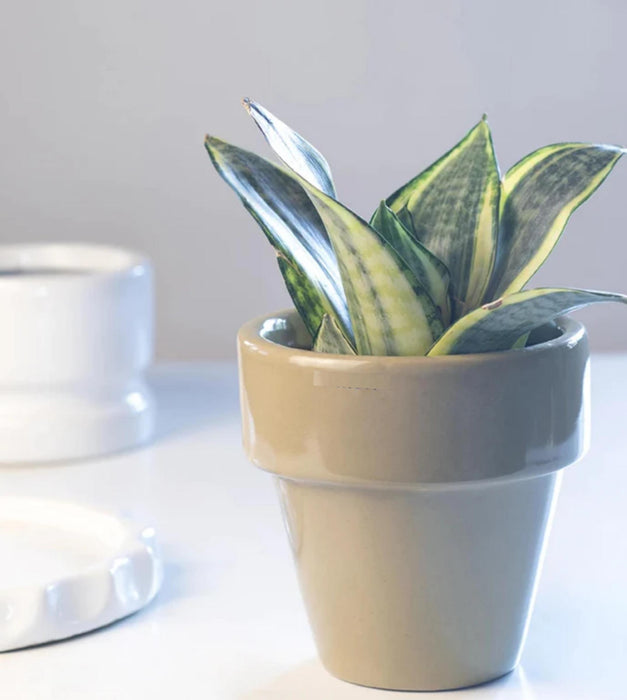 The Dream Pot Planter