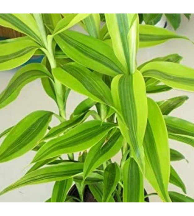 Two Layer Lucky Bamboo in Glass pot
