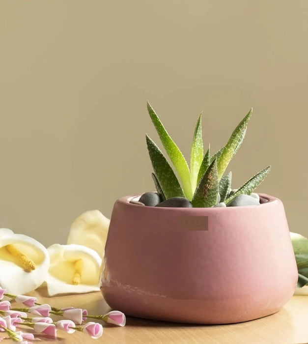 Tulip Fantasy Planter - Bowl
