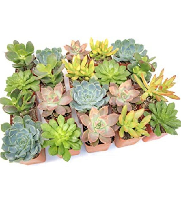 Set of 5 Succulents (Any 5 )