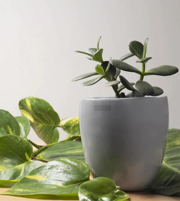 Nature's Hum Planter