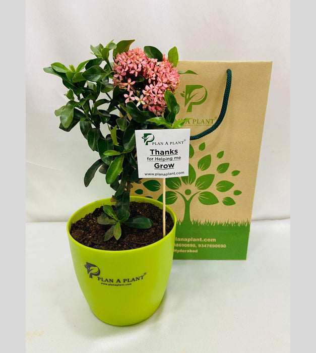 Ixora Mini Dwarf (Pink) Plant