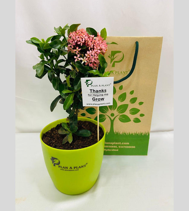 Ixora Mini Dwarf (Pink) Plant