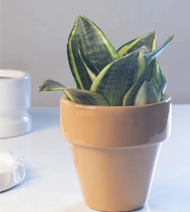 The Dream Pot Planter