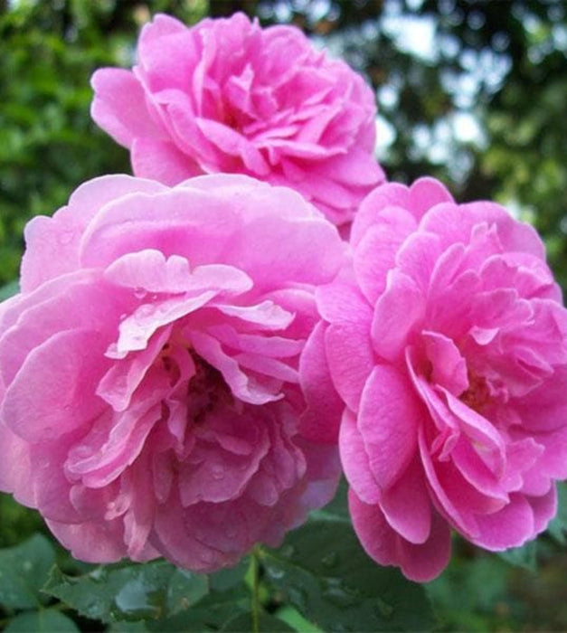 Damascus Rose, Scented Rose (Any Color) Plant