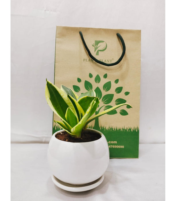snake plant with attractive ceramic pot