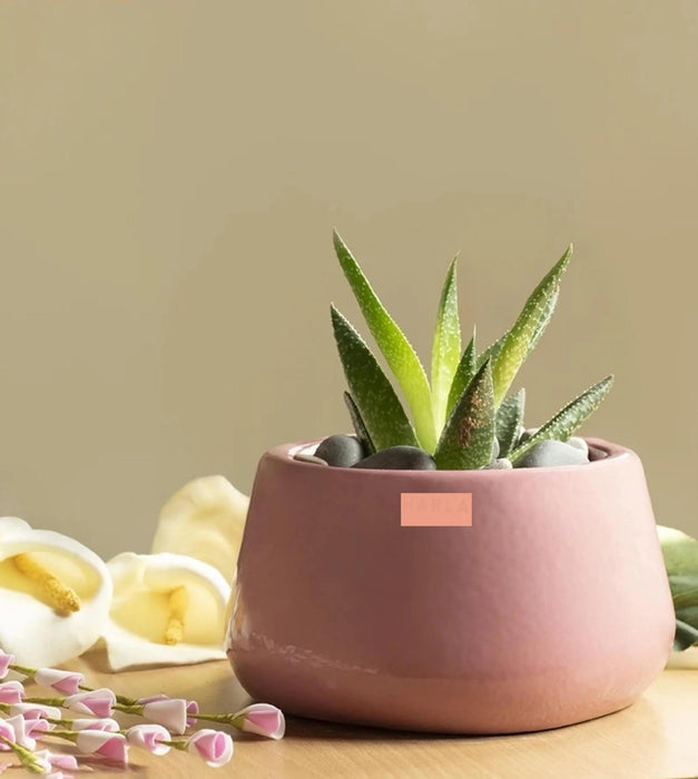 Tulip Fantasy Planter - Bowl