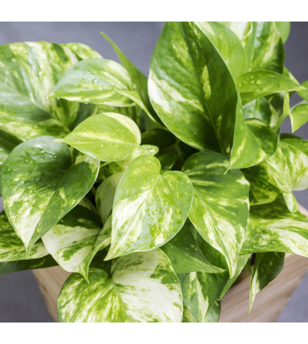 Money plant variegated Paper Wrapped