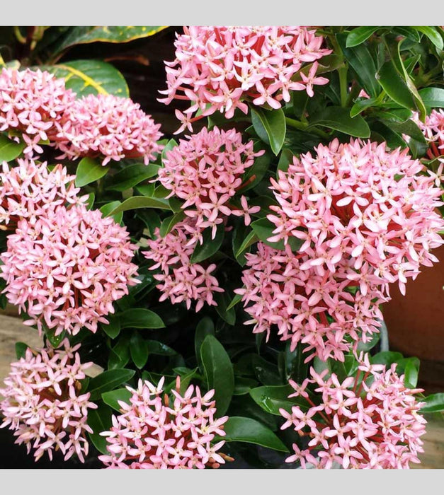 Ixora Mini Dwarf (Pink) Plant