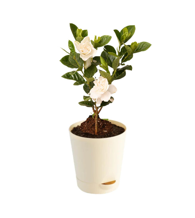 Gardenia Dwarf, Ananta Dwarf Plant