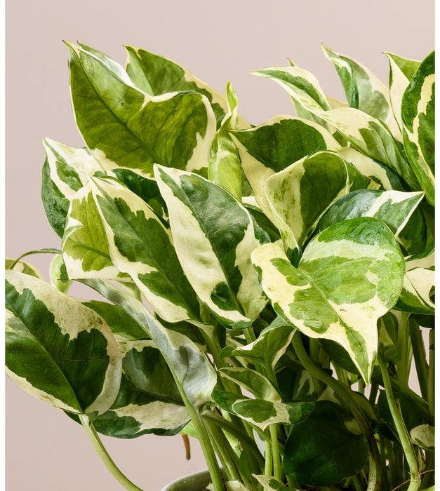 Money Plant N` joy Jute Wrapped
