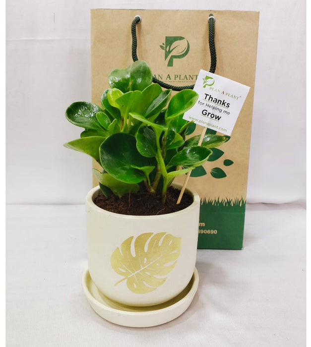 Peperomia Plant In 4inch Terracotta Pot
