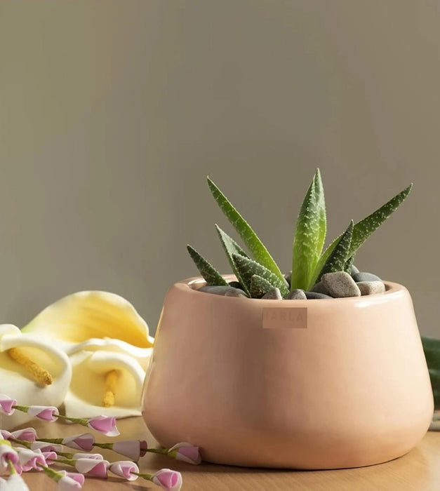 Tulip Fantasy Planter - Bowl