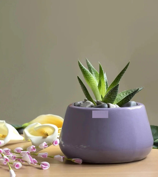 Tulip Fantasy Planter - Bowl