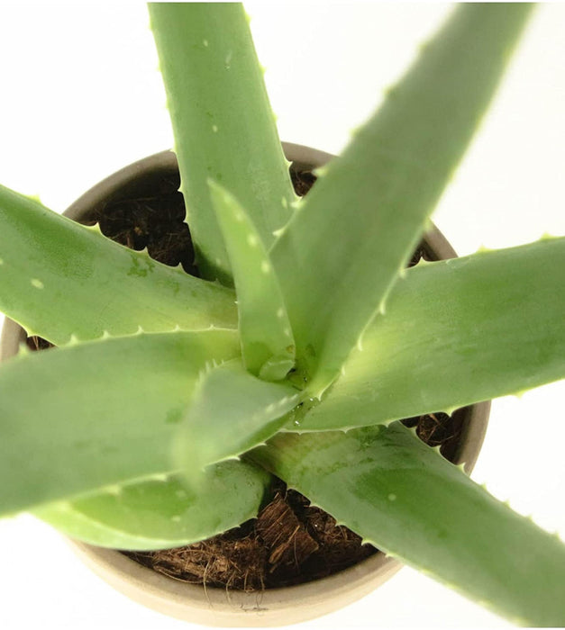 Aloevera In Plastic pot