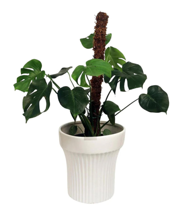 Charcoal Reality Planter