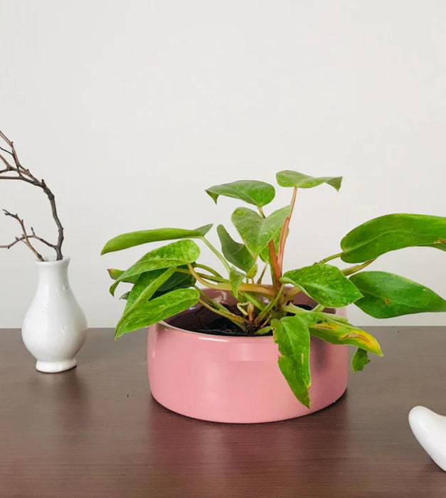 Lilac Stories Planter - Flat