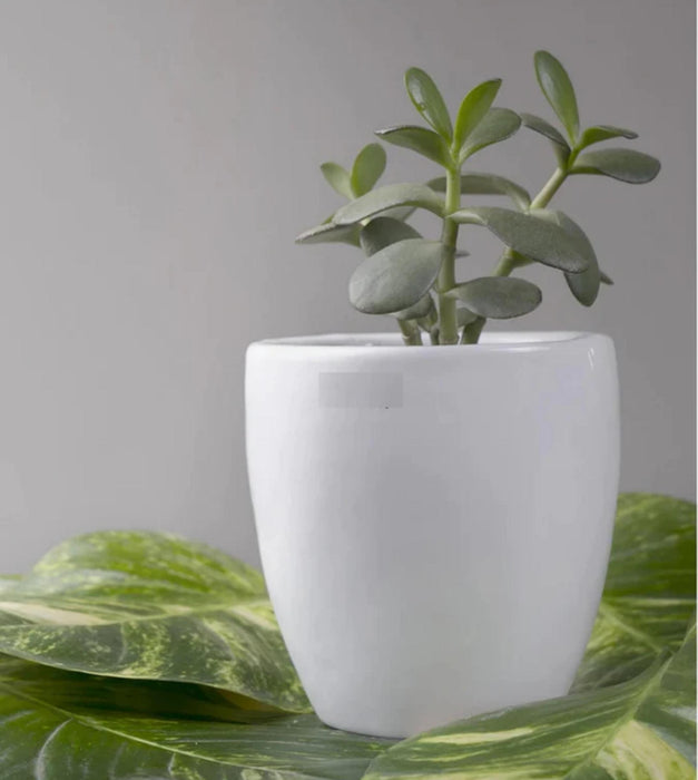 Nature's Hum Planter
