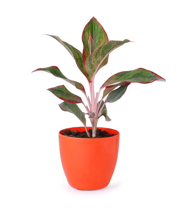 Aglaonema red in plastic pot