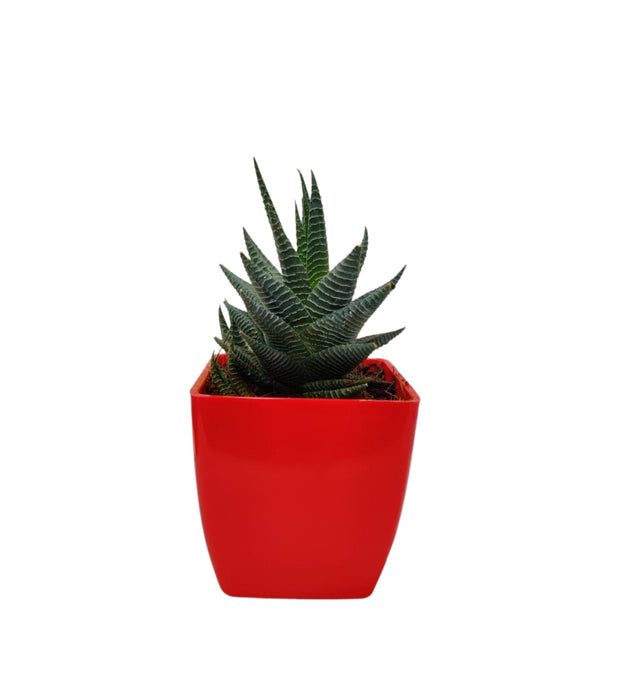 Haworthia attenuata
