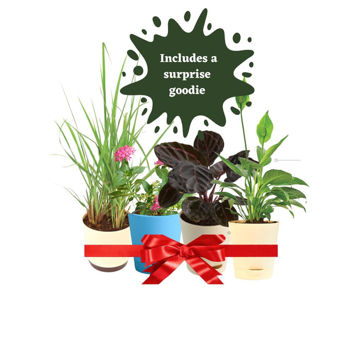 Add on Green package - Plant Subscription