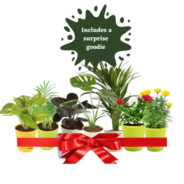 The Urban jungle package - Plant Subscription