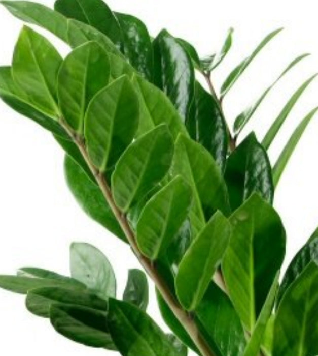 Zamia (Zz Plant)