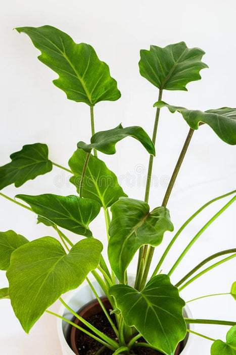 Philodendron xanadu - Plant 5inch Rounda