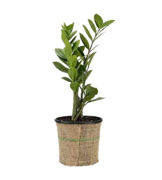 ZZ plant jute wrapped -1