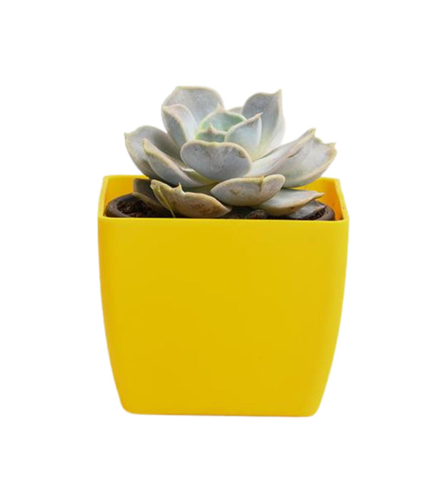 Echeveria elegans Rose