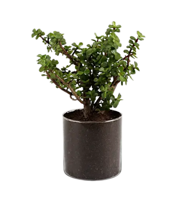 Jade in Transparent Glass pot