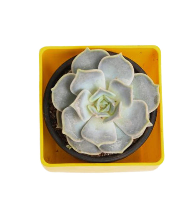 Echeveria elegans Rose