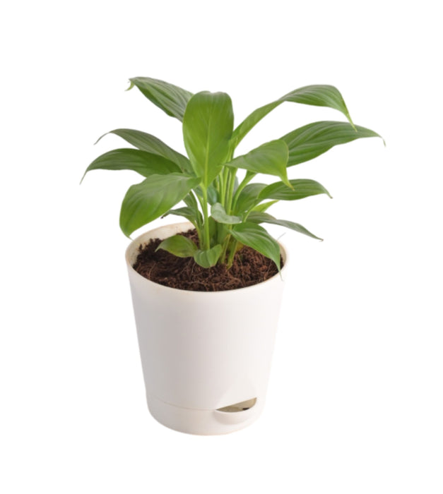 Office Desk plant Pack