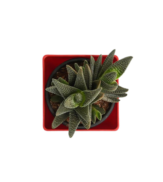 Haworthia attenuata
