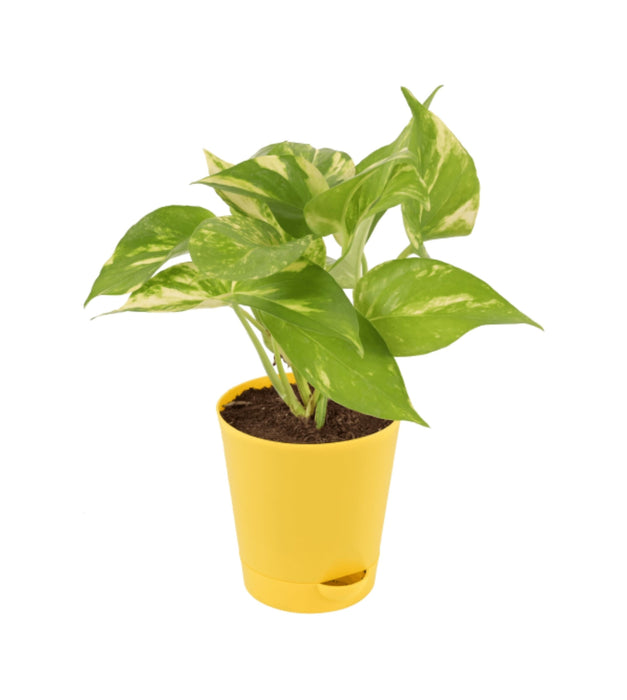 Office Desk plant Pack