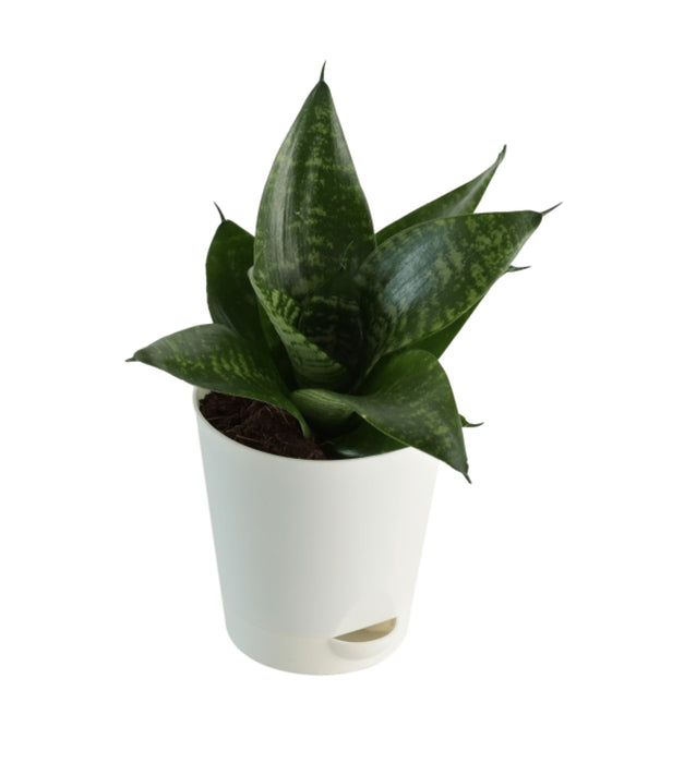 Office Desk plant Pack