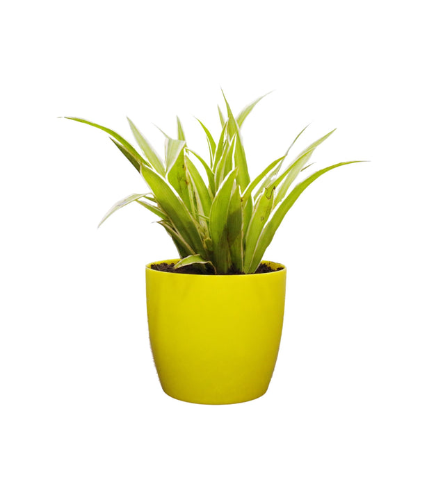 Simple Starter Indoor Plants