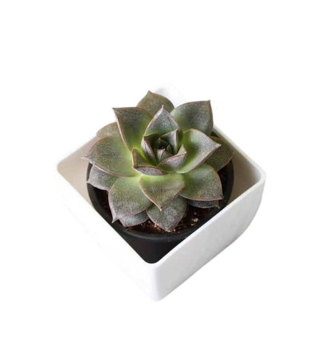 Echeveria Dionysos