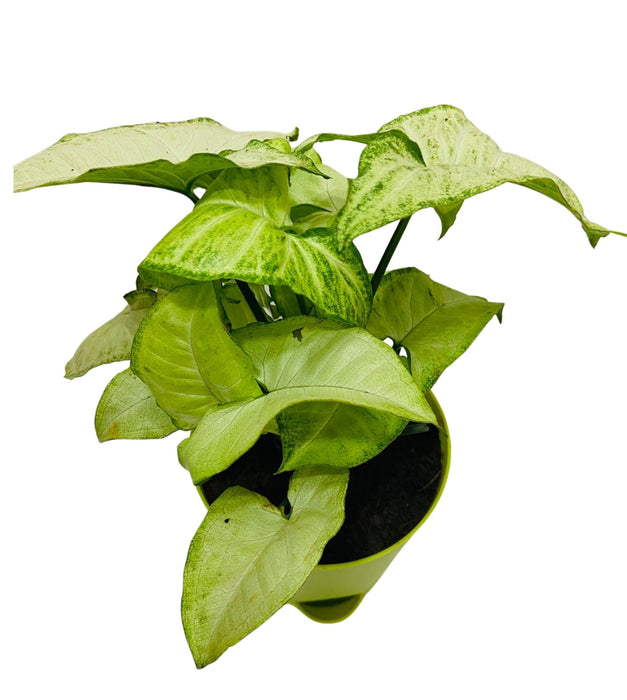 Syngonium Green