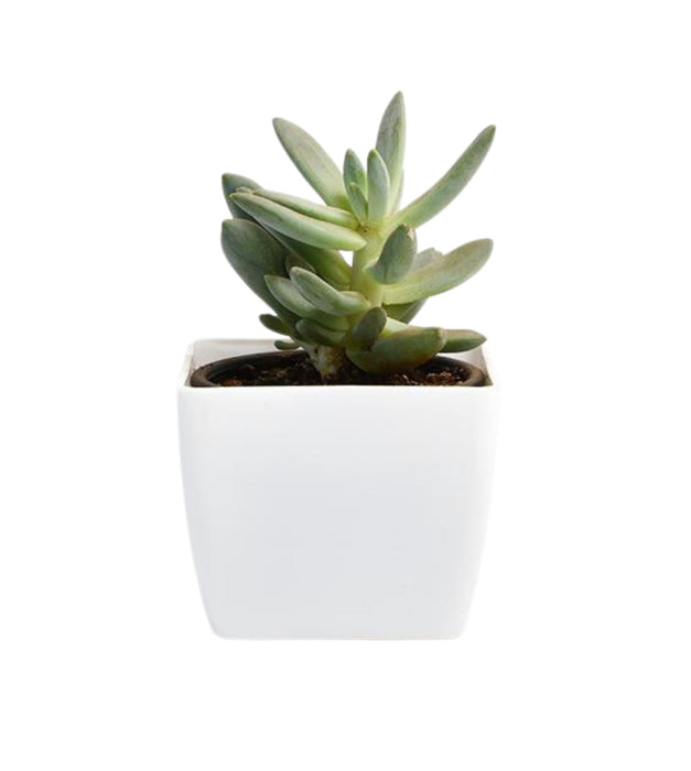 Senecio serpens