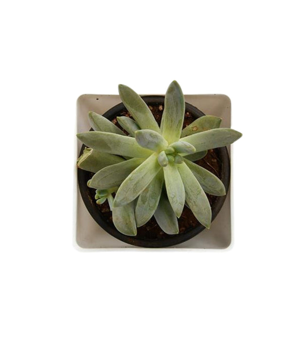 Senecio serpens