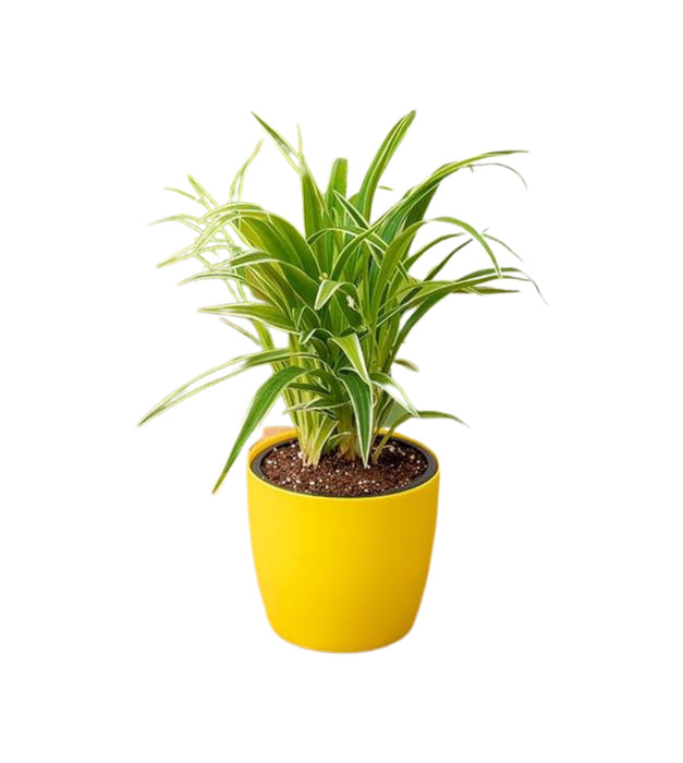 Spider plant in Plastic pot