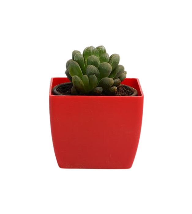 Haworthia cooperi