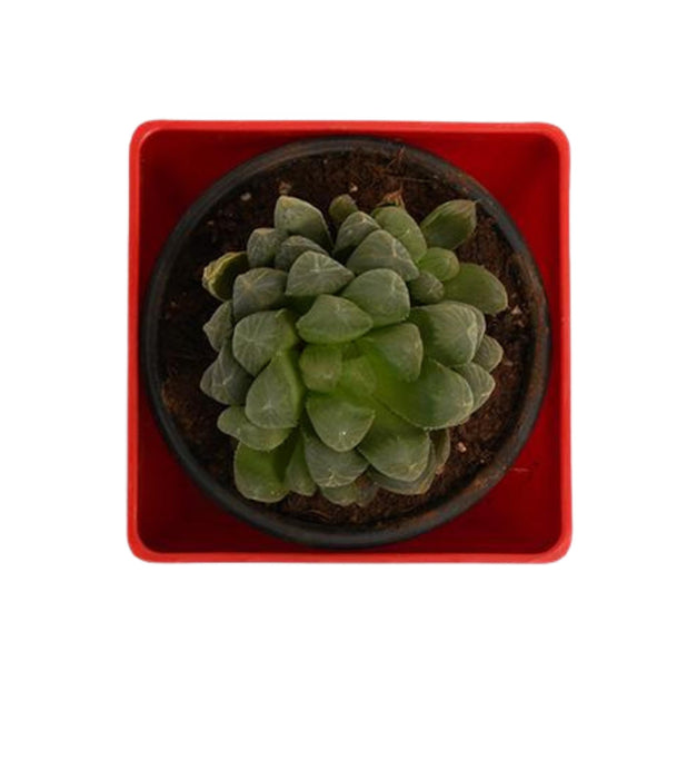 Haworthia cooperi
