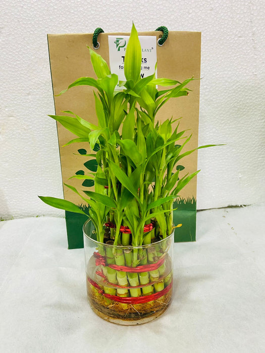 3Layer Lucky Bamboo In Glass Pot