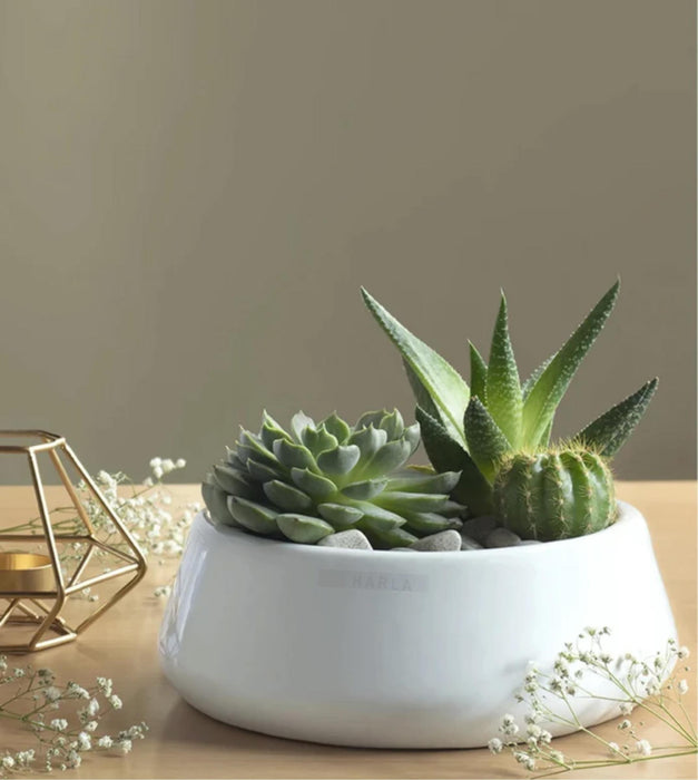 Tulip Fantasy Planter- Flat