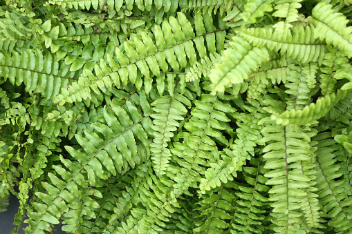 Bostern Fern